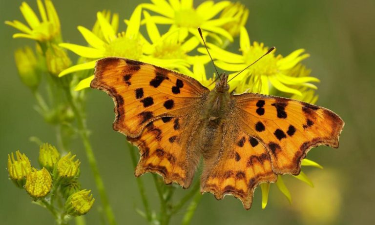 unforgettable story of the butterfly and the cocoon